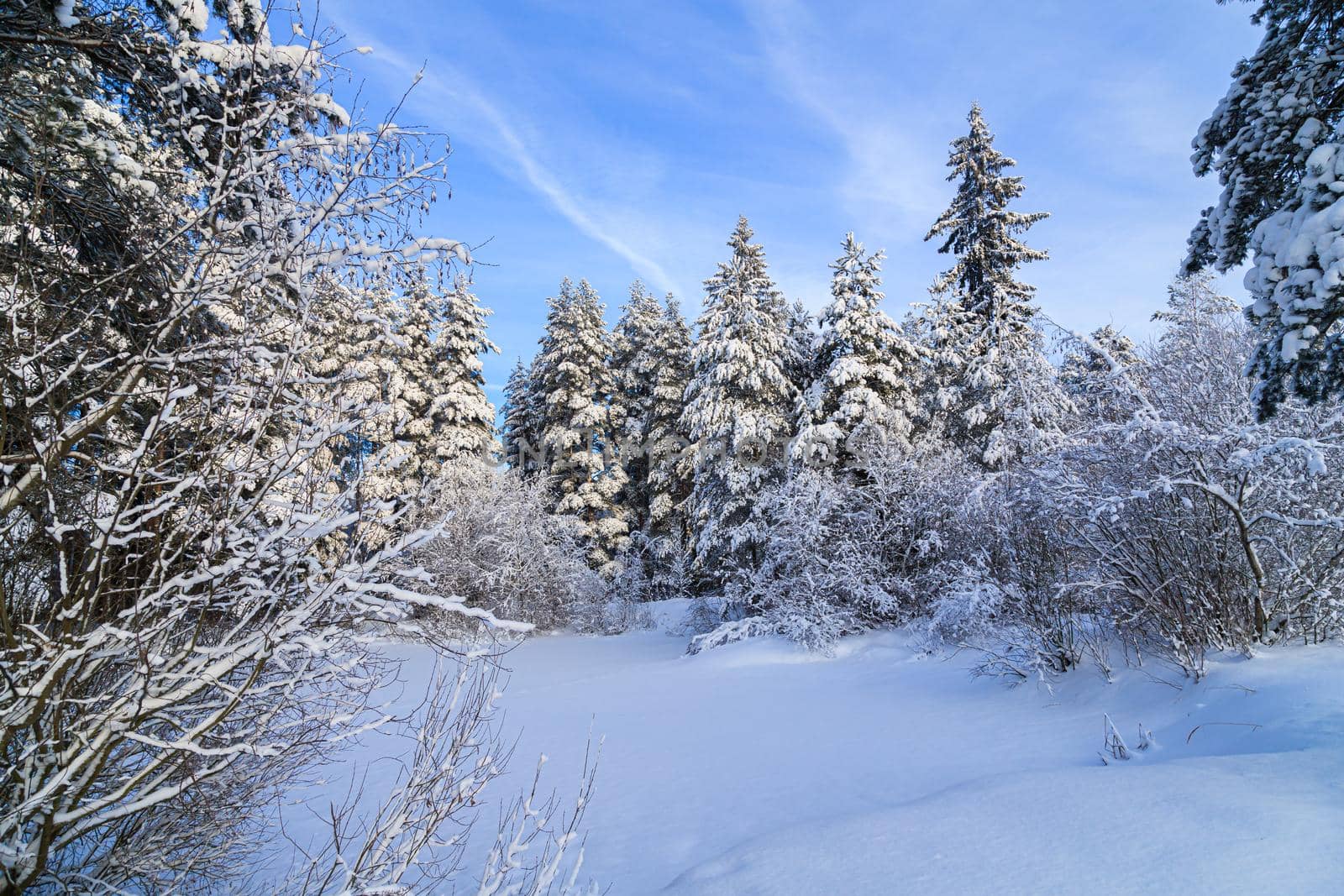 Snowy winter landscape in the forest . Snowy forest. An article about winter. Winter painting .