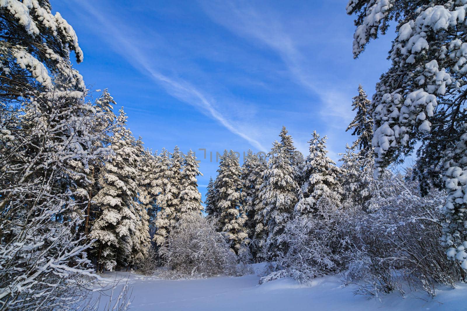 Snowy winter landscape in the forest . Snowy forest. An article about winter. by alenka2194