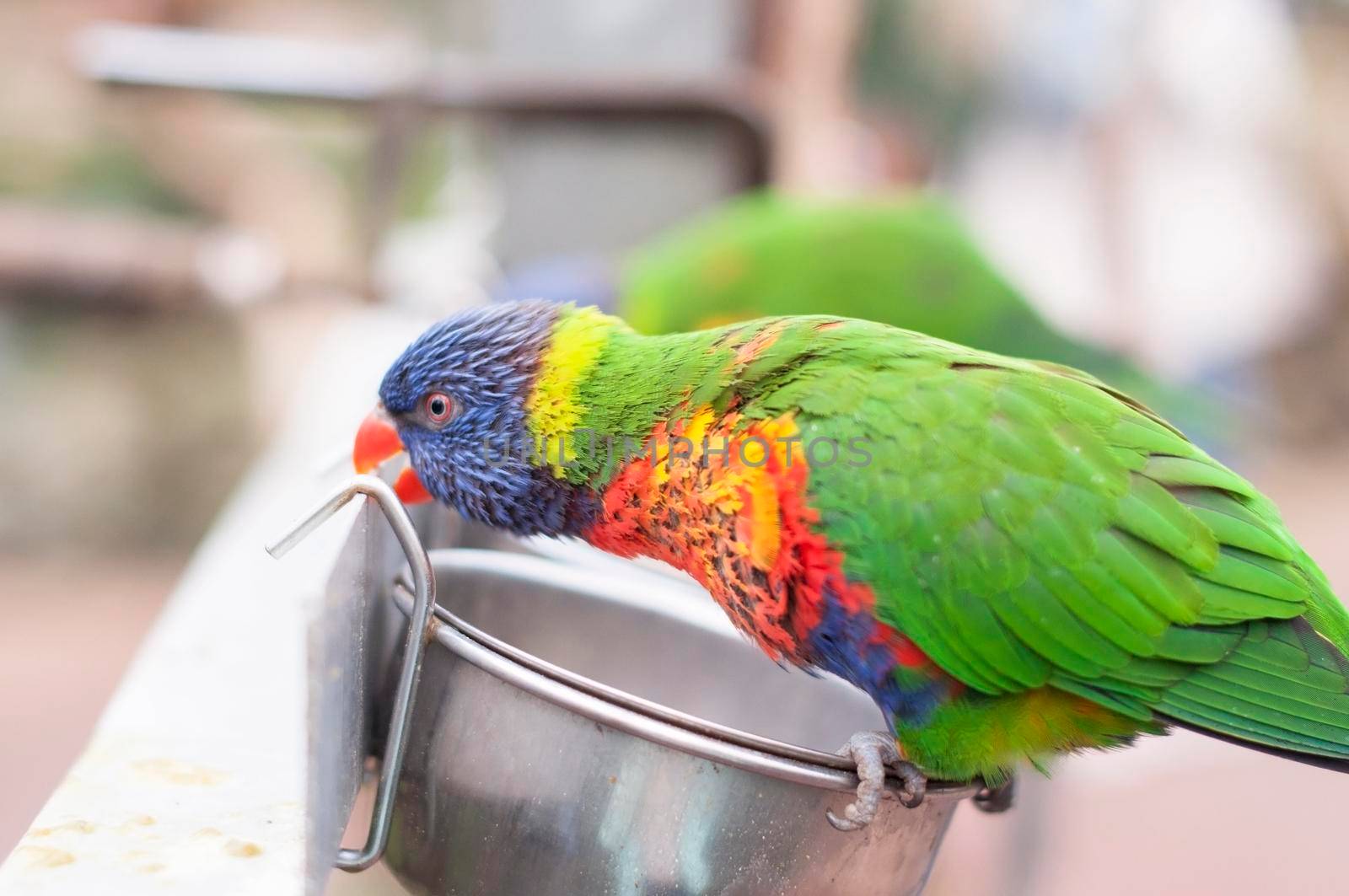 bright colorful rainbow lorikeet, cleans feathers and eats from the feeder, close-up. High quality photo