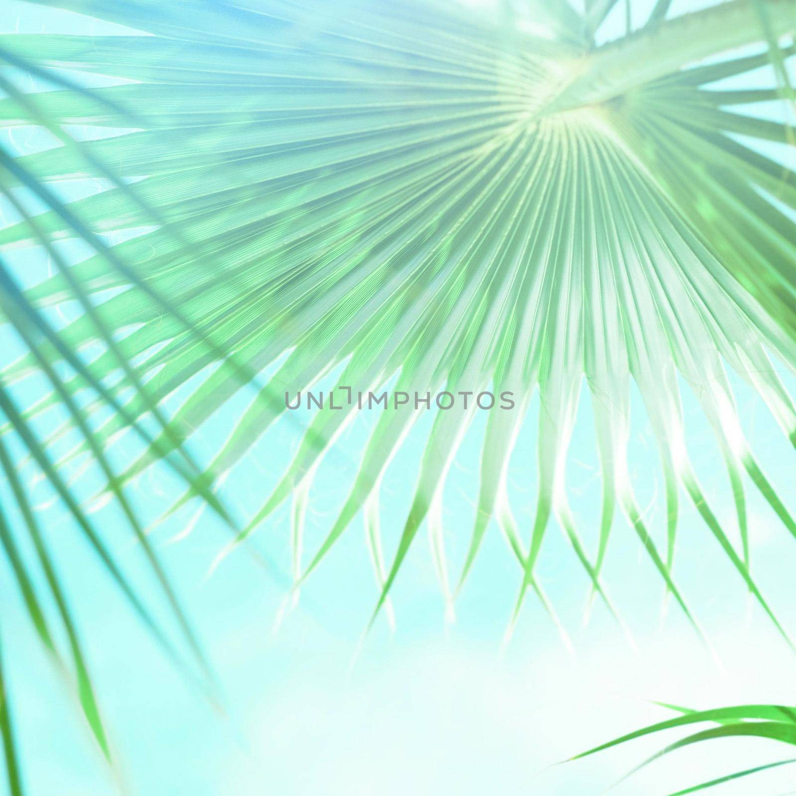Palm trees by the sea - summer vacation, beautiful nature and travel concept. Beauty of the tropics