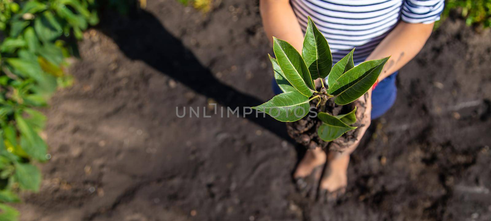 The child is planting a plant in the garden. Selective focus. by yanadjana