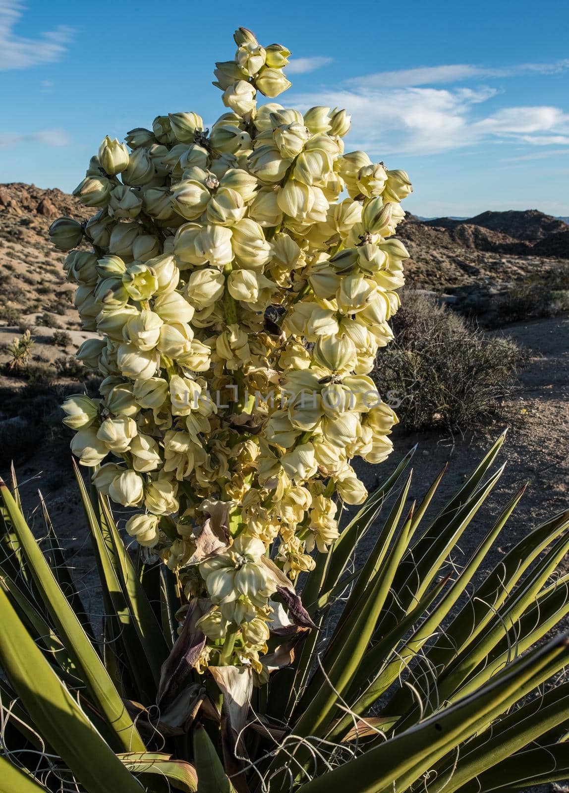 Yucca blooms white Blossoms in the Desert