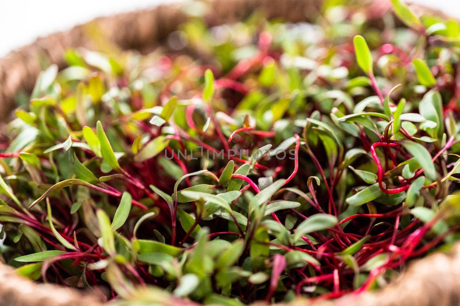 Radish microgreens by arinahabich