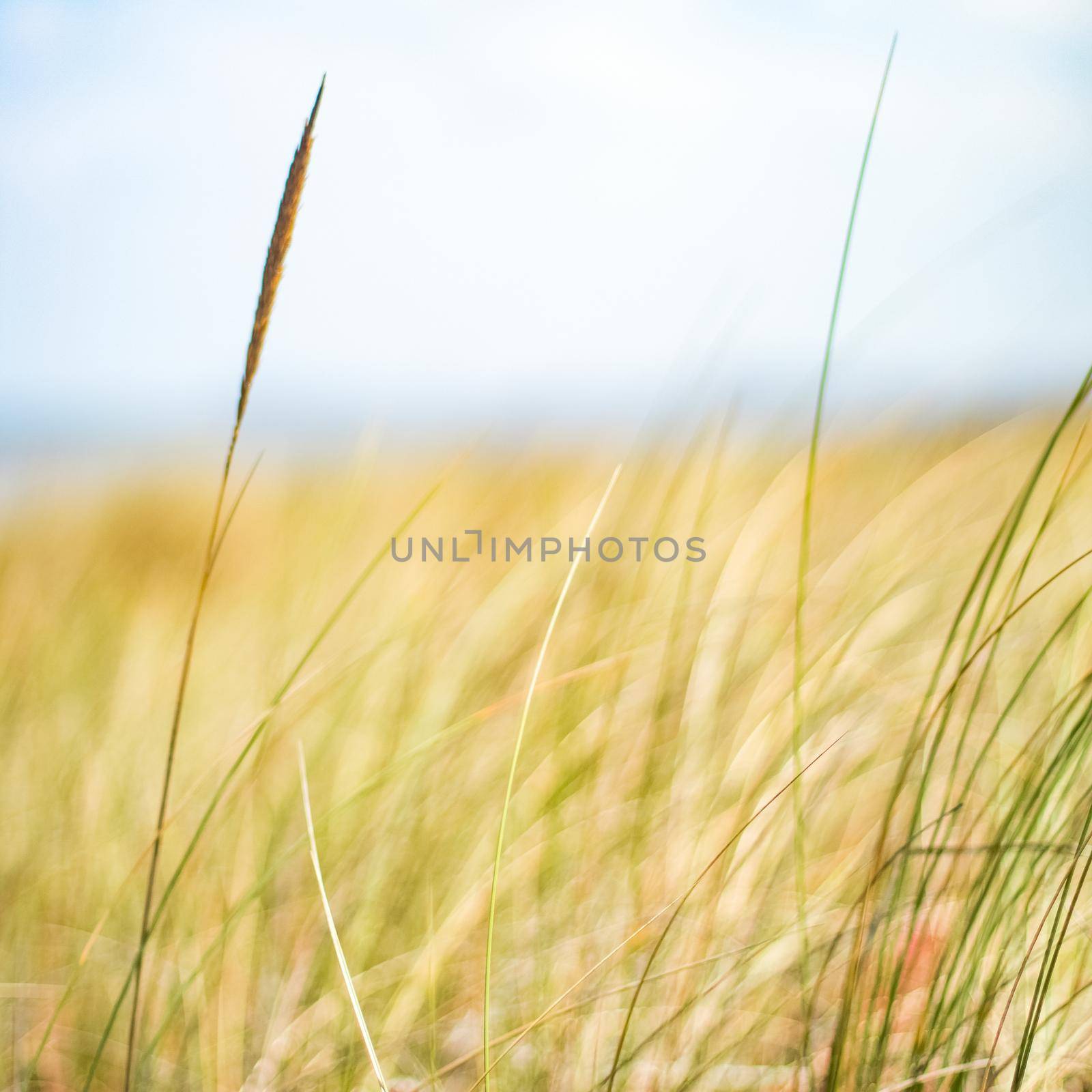 Rustic spring field by Anneleven