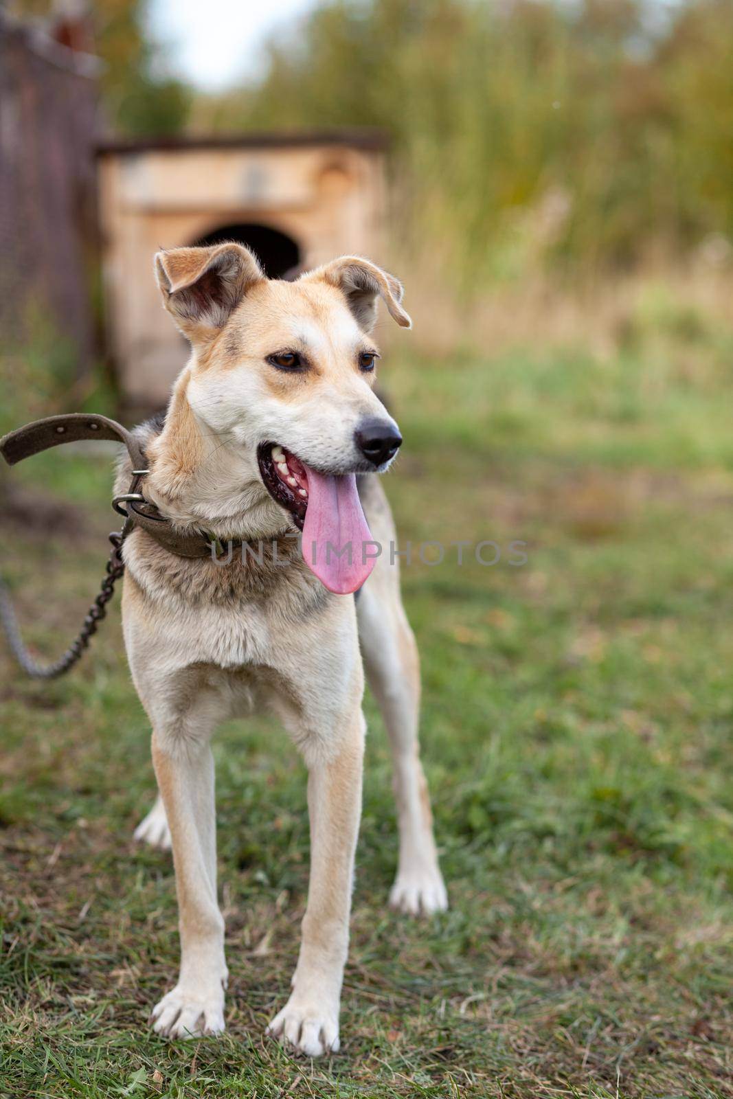 A cheerful big dog with a chain tongue sticking out. Portrait of a dog on a chain that guards the house close-up. A happy pet with its mouth open. Simple dog house in the background