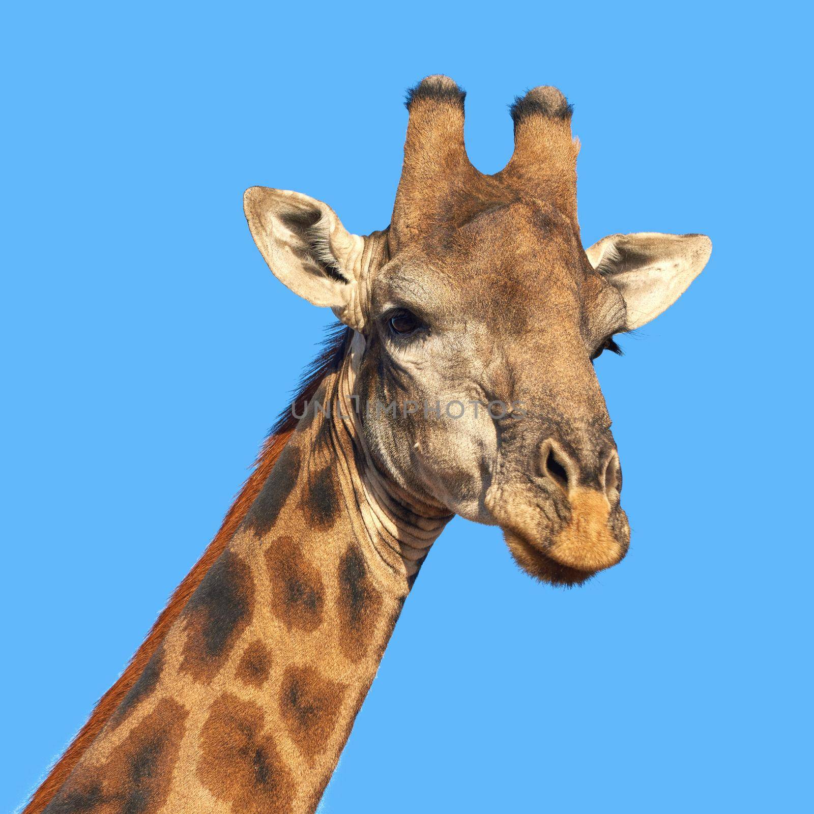 Beautiful giraffe. Portrait of a beautiful giraffe - South Africa. by YuriArcurs