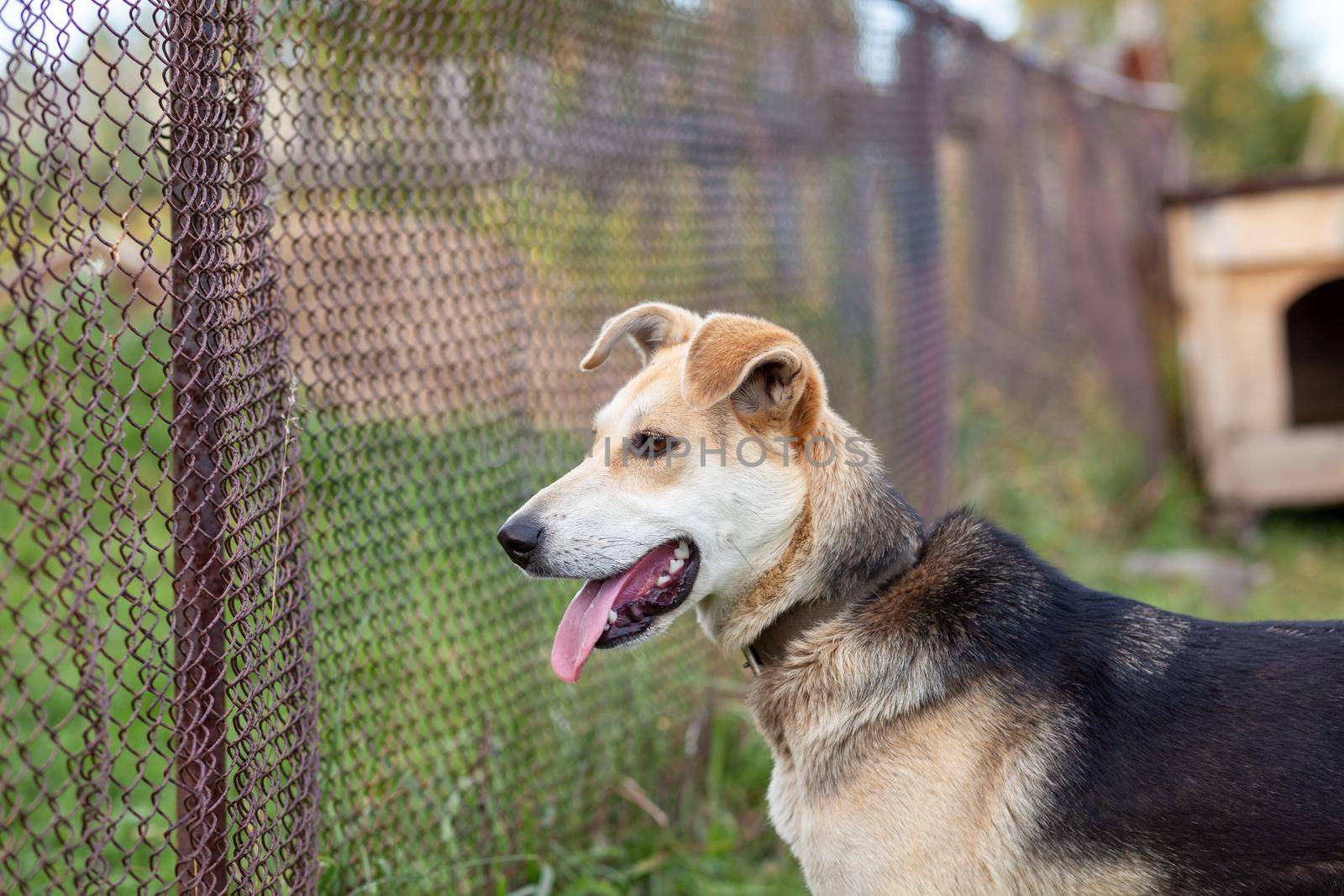 A cheerful big dog with a chain tongue sticking out. Portrait of a dog on a chain that guards the house close-up. A happy pet with its mouth open. Simple dog house in the background