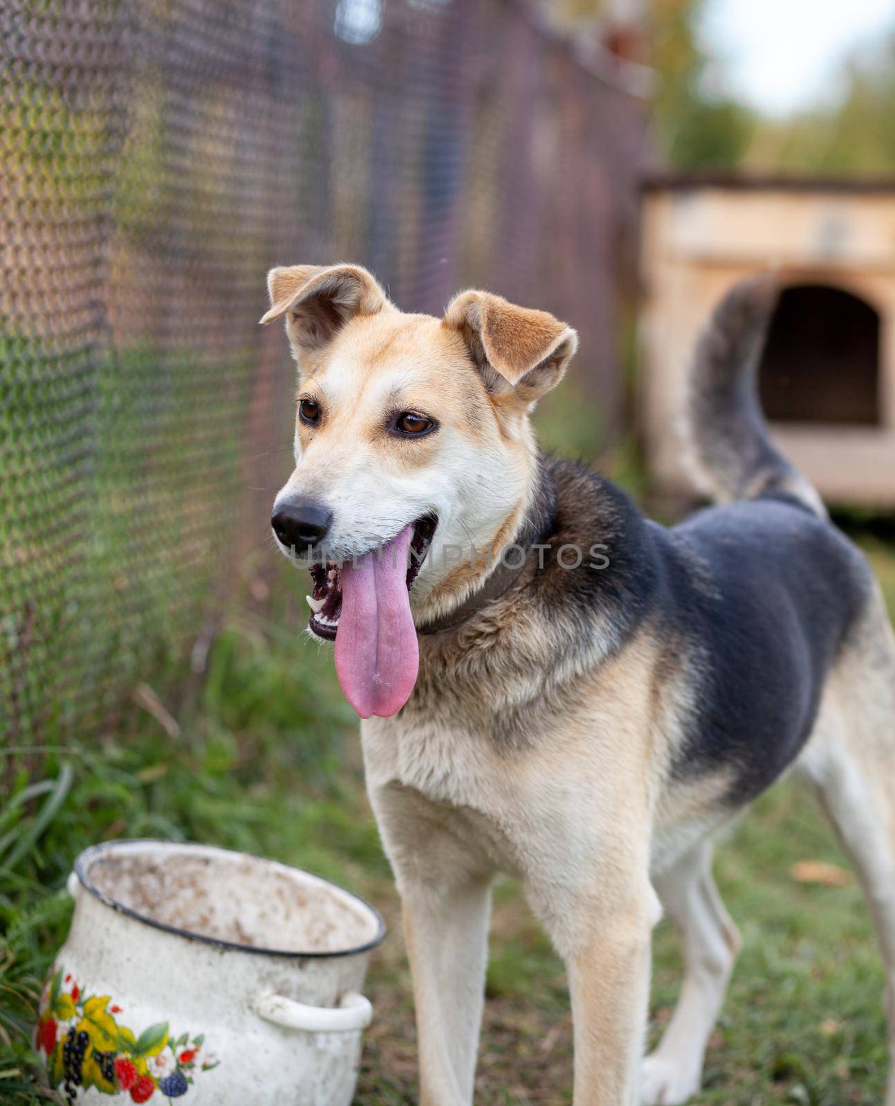 A cheerful big dog with a chain tongue sticking out. Portrait of a dog on a chain that guards the house close-up. A happy pet with its mouth open. Simple dog house in the background