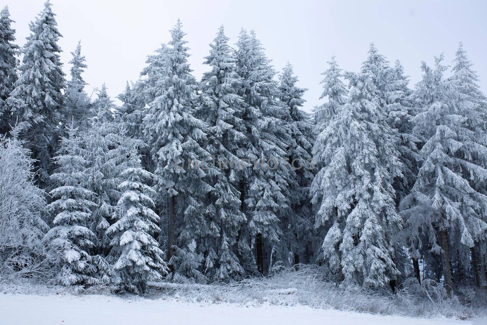 winter forest snow-covered spruce branches hang down under the weight of snow by Costin