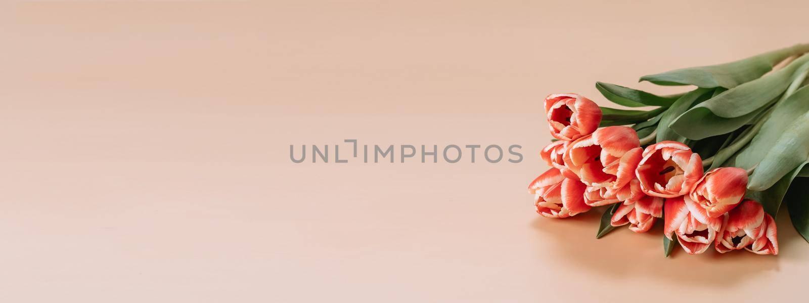 International women's day or eight march concept - red tulips on beige by fascinadora