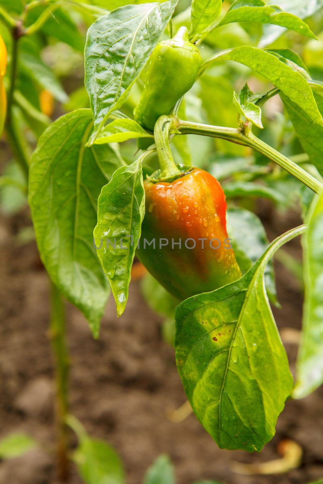 Bell pepper growing on bush in the garden. Bulgarian or sweet pepper plant. Shallow depth of field