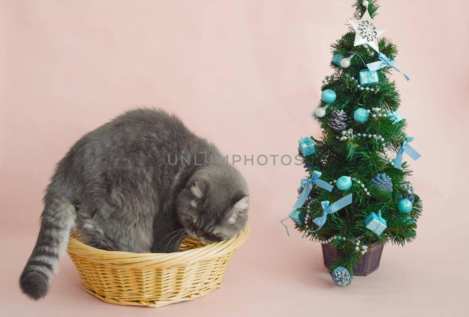 a gray sad british cat in a santa costume sits in a basket near the christmas tree, High quality photo