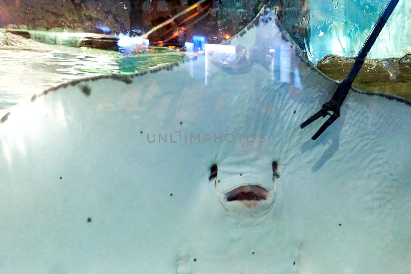 Portrait of a Huge stingray in the aquarium.