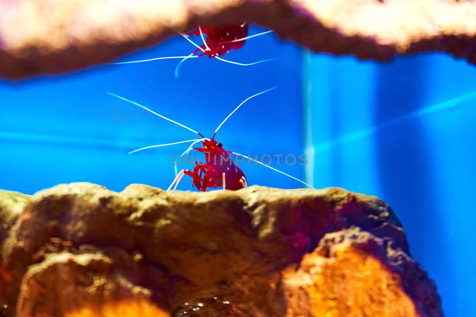 Sea shrimp in the aquarium. Inhabitants of the underwater world