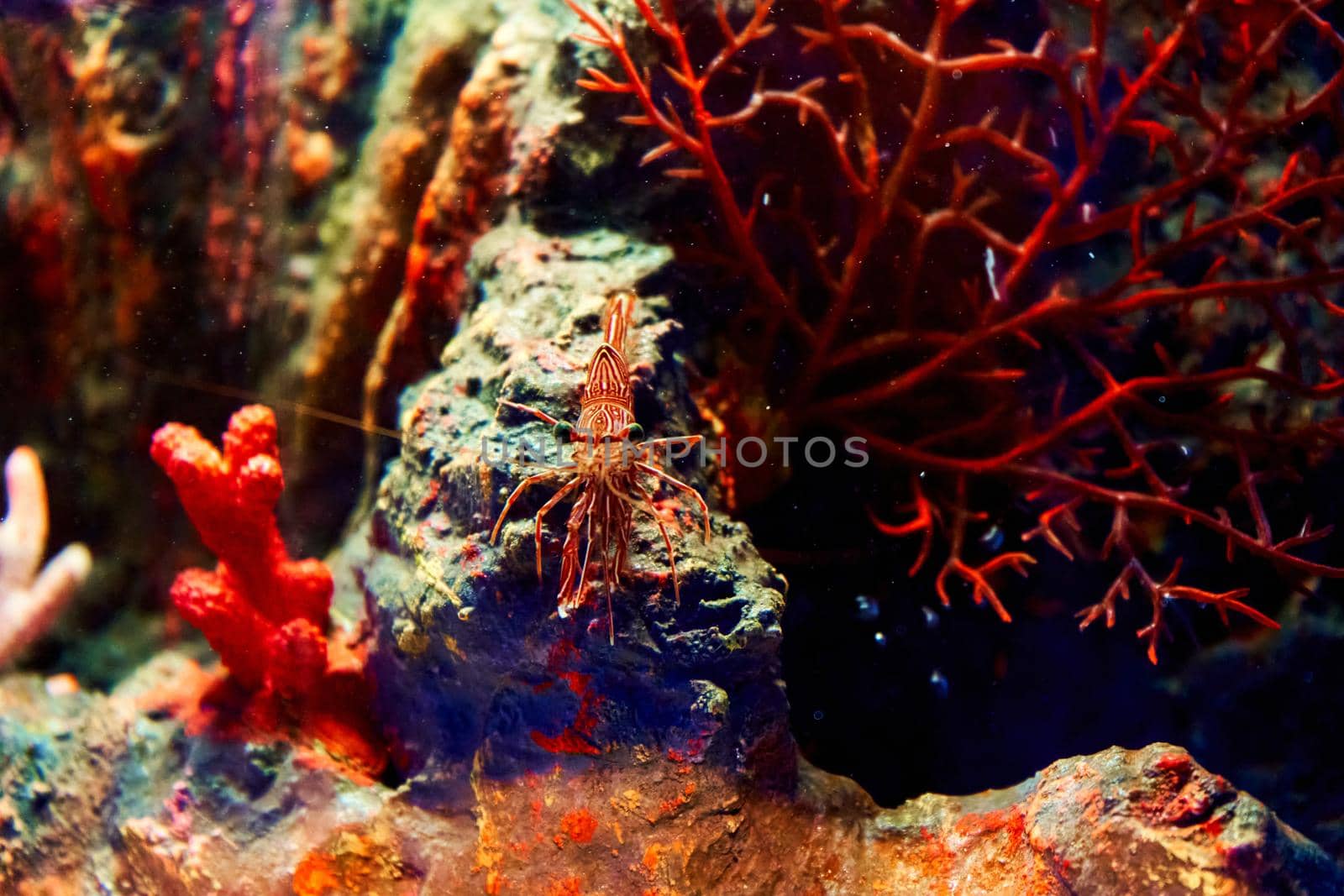 Sea shrimp in the aquarium. Inhabitants of the underwater world