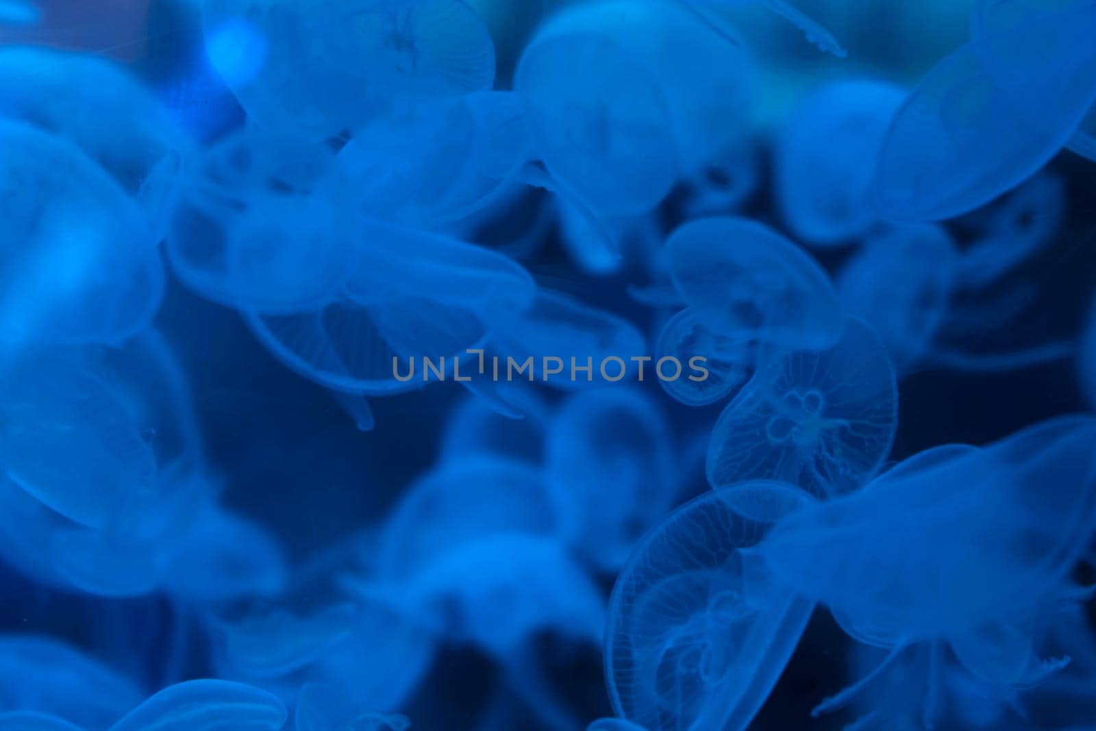 A flock of jellyfish in an aquarium. Undersea world.