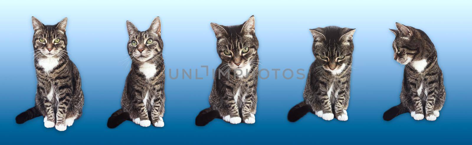 Beautiful female tabby cat, lovely adorable pet by Anneleven