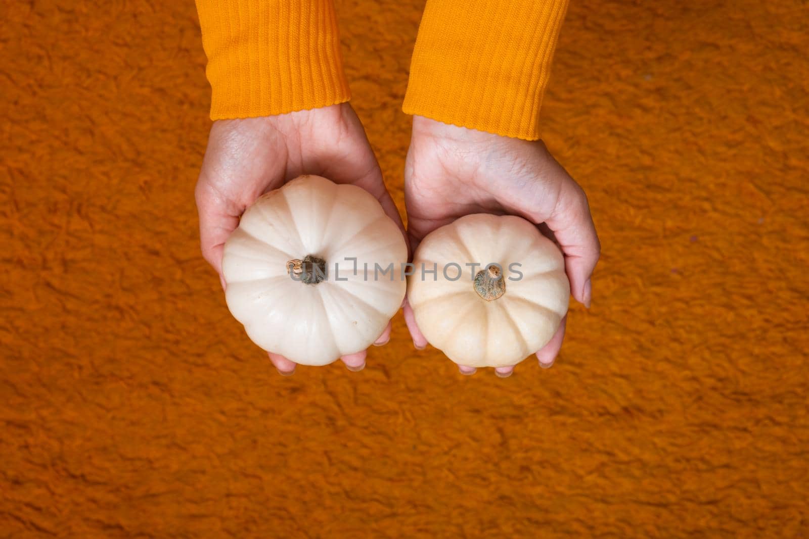 Two small decorative pumpkins in a woman's hands in a sweater top view on an orange background by ssvimaliss