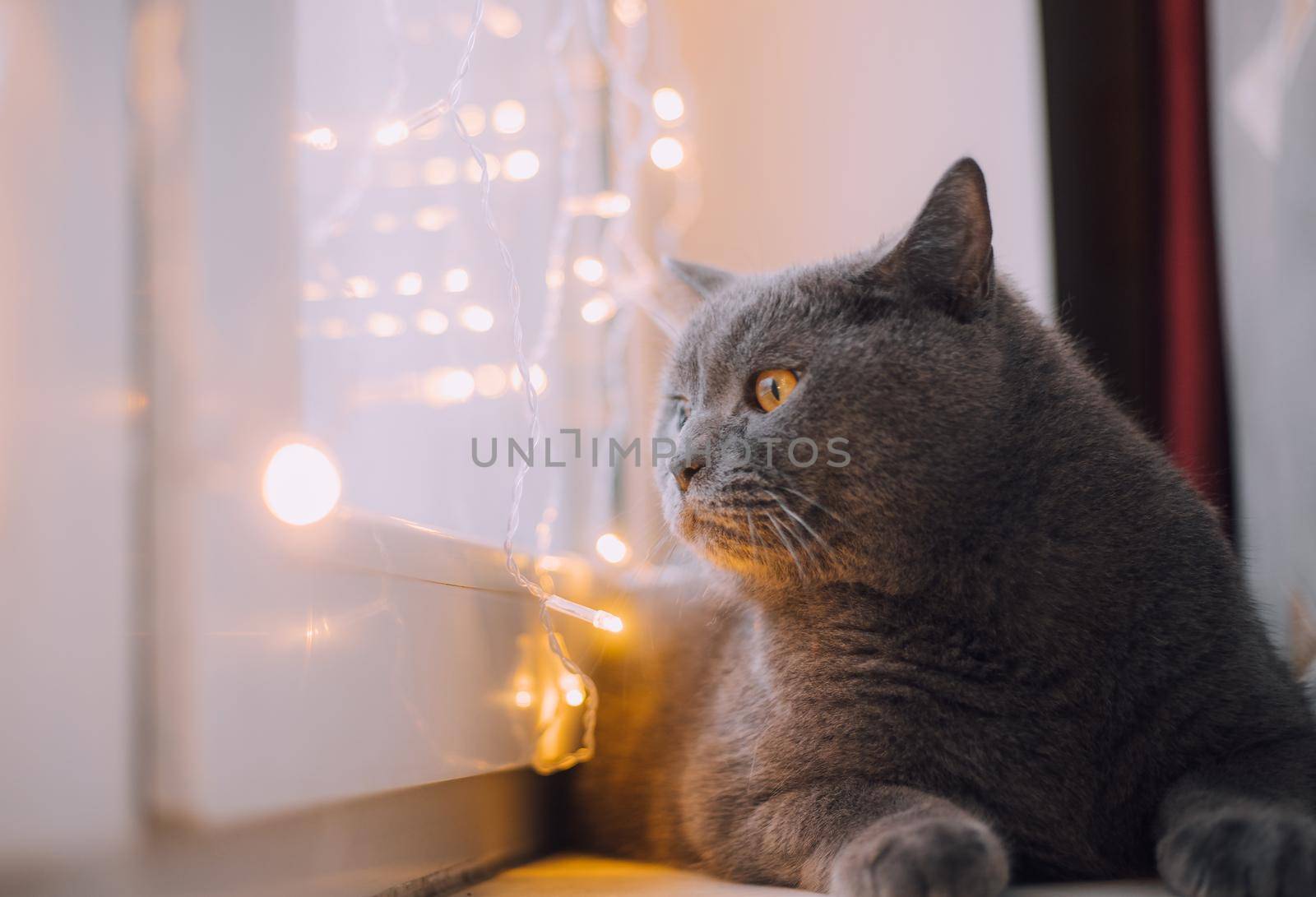 The house cat is sitting on the window with a garland . Pets . New Year's Eve mood. New Year's mood. Home decoration. Gifts for pets. Article about New Year and Christmas