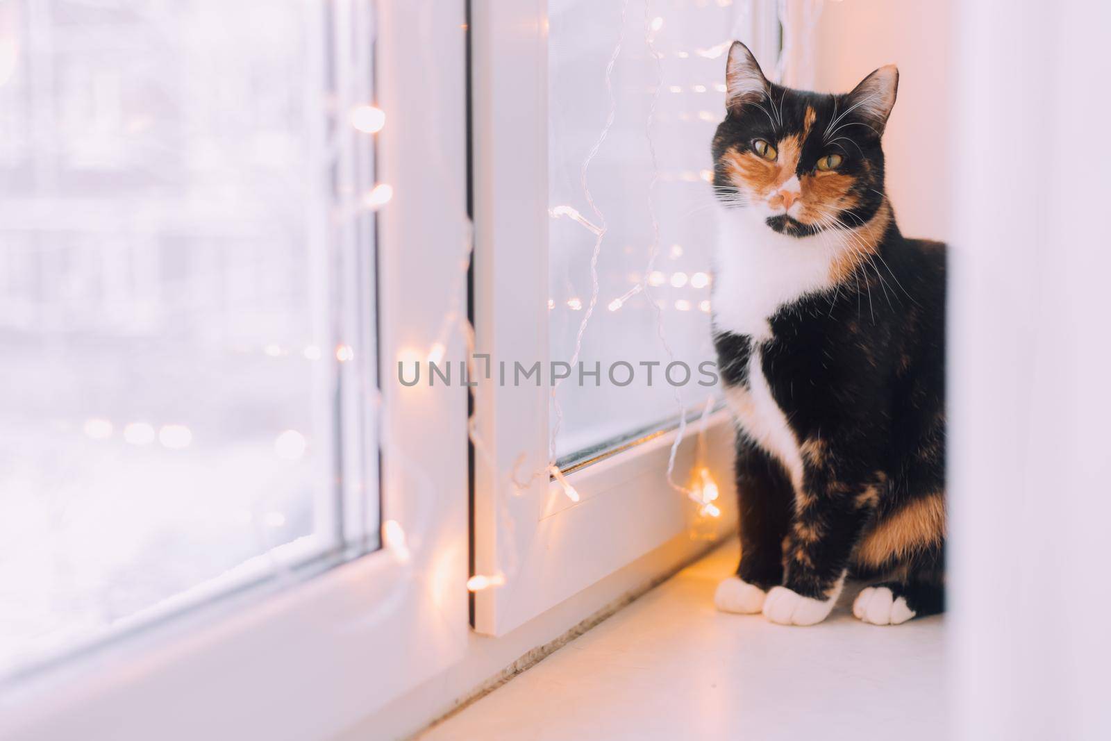 The house cat is sitting on the window with a garland . Pets . New Year's Eve mood. New Year's mood. Home decoration. Gifts for pets. Article about New Year and Christmas