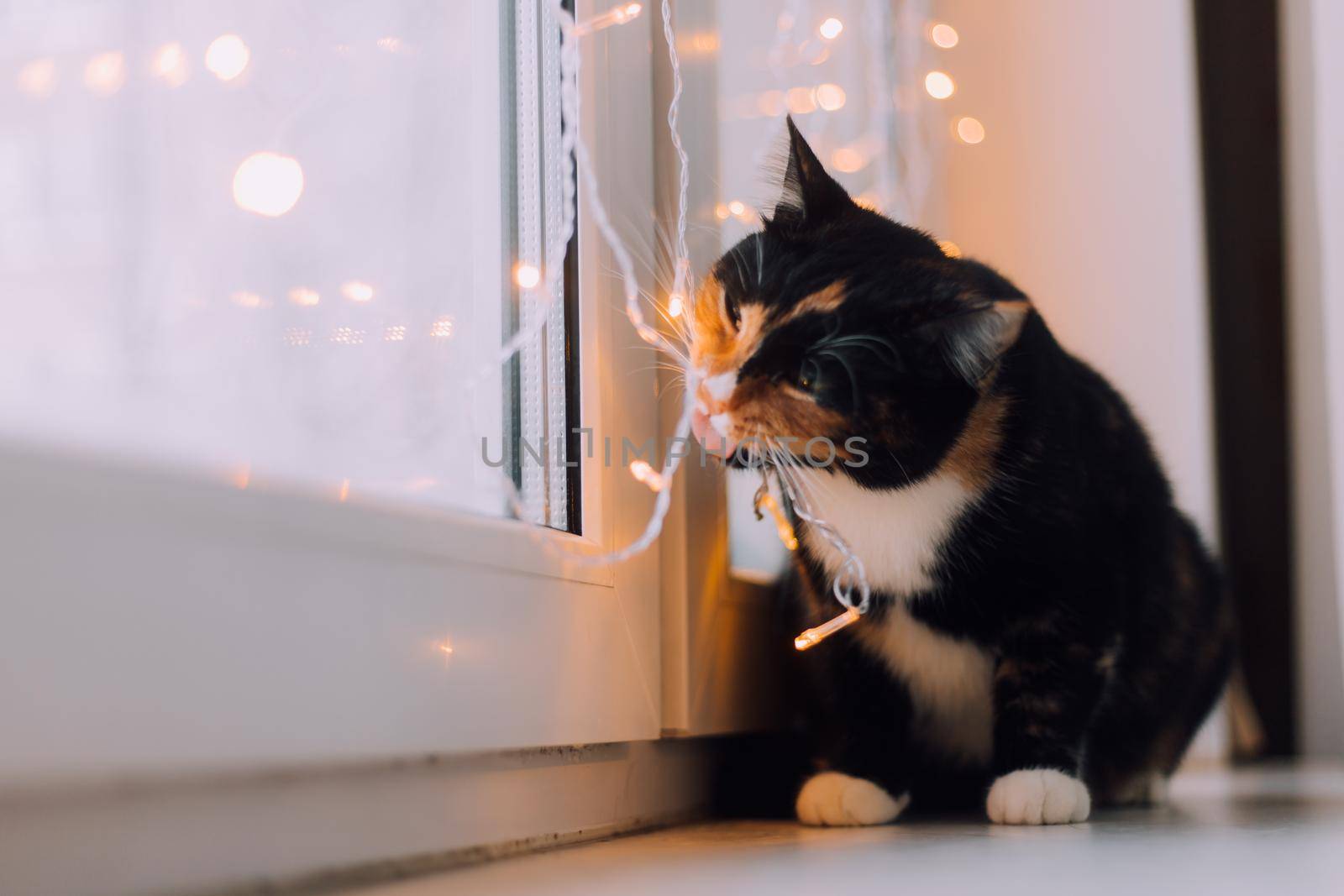 The house cat is sitting on the window with a garland . Pets . New Year's Eve mood. New Year's mood. Home decoration. Gifts for pets. Article about New Year and Christmas