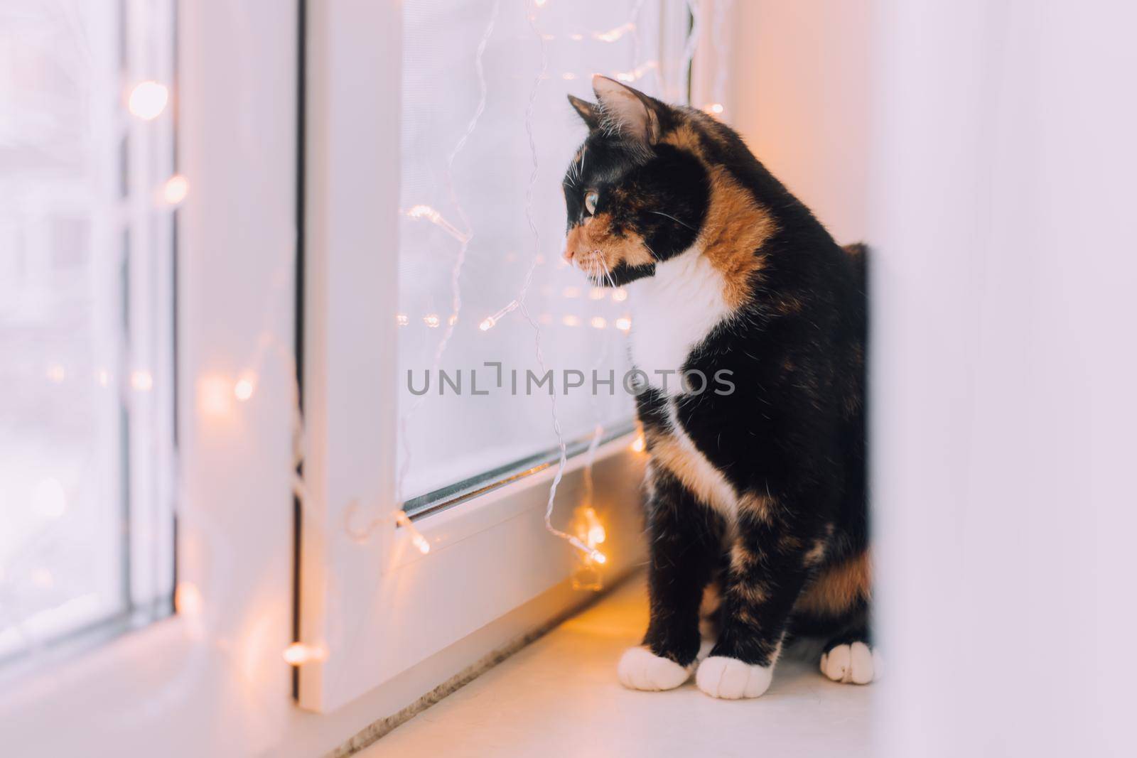 The house cat is sitting on the window with a garland . Pets . New Year's Eve mood. New Year's mood. Home decoration. Gifts for pets. Article about New Year and Christmas