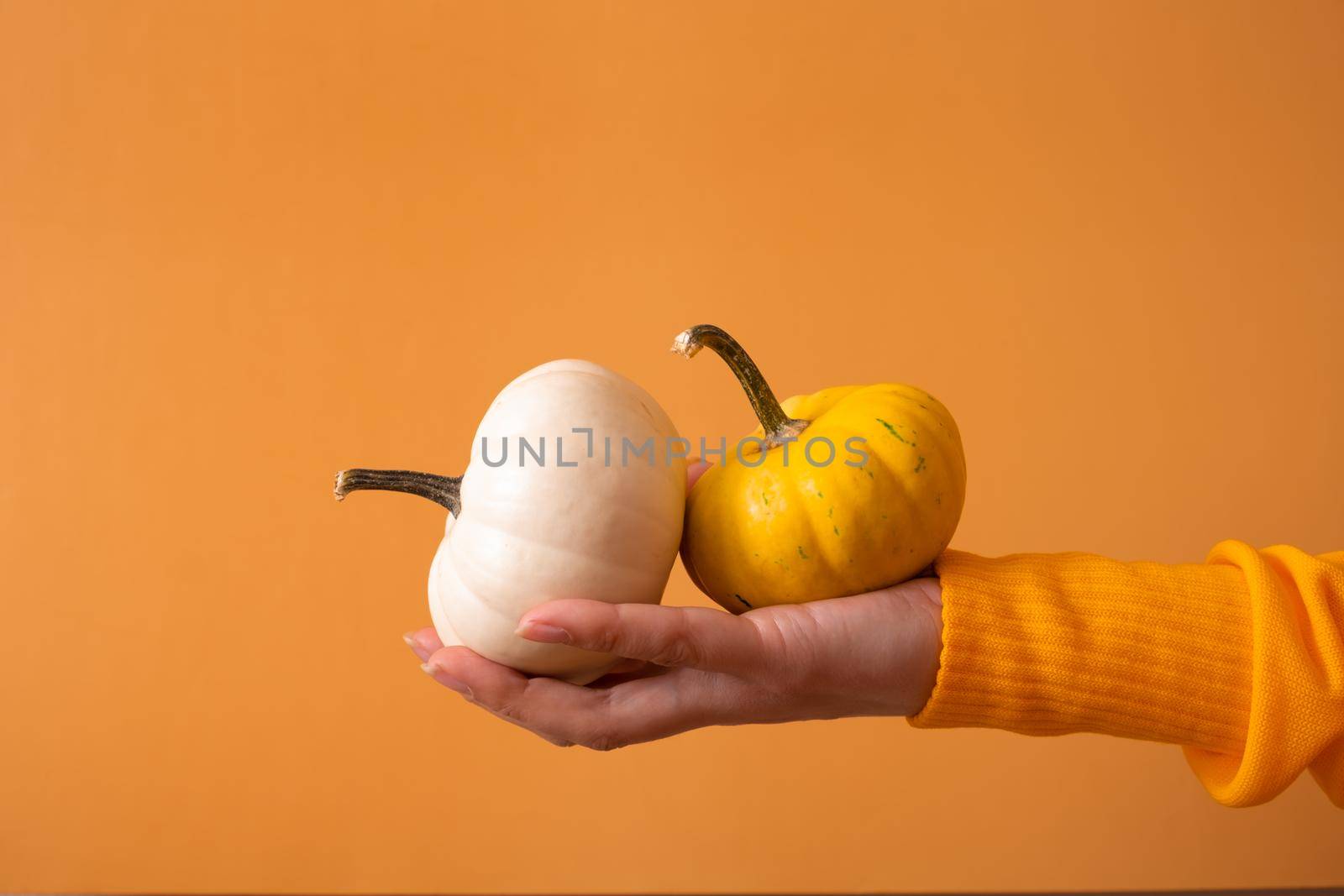 Two small decorative pumpkins in a woman's hand in a sweater on an orange background by ssvimaliss