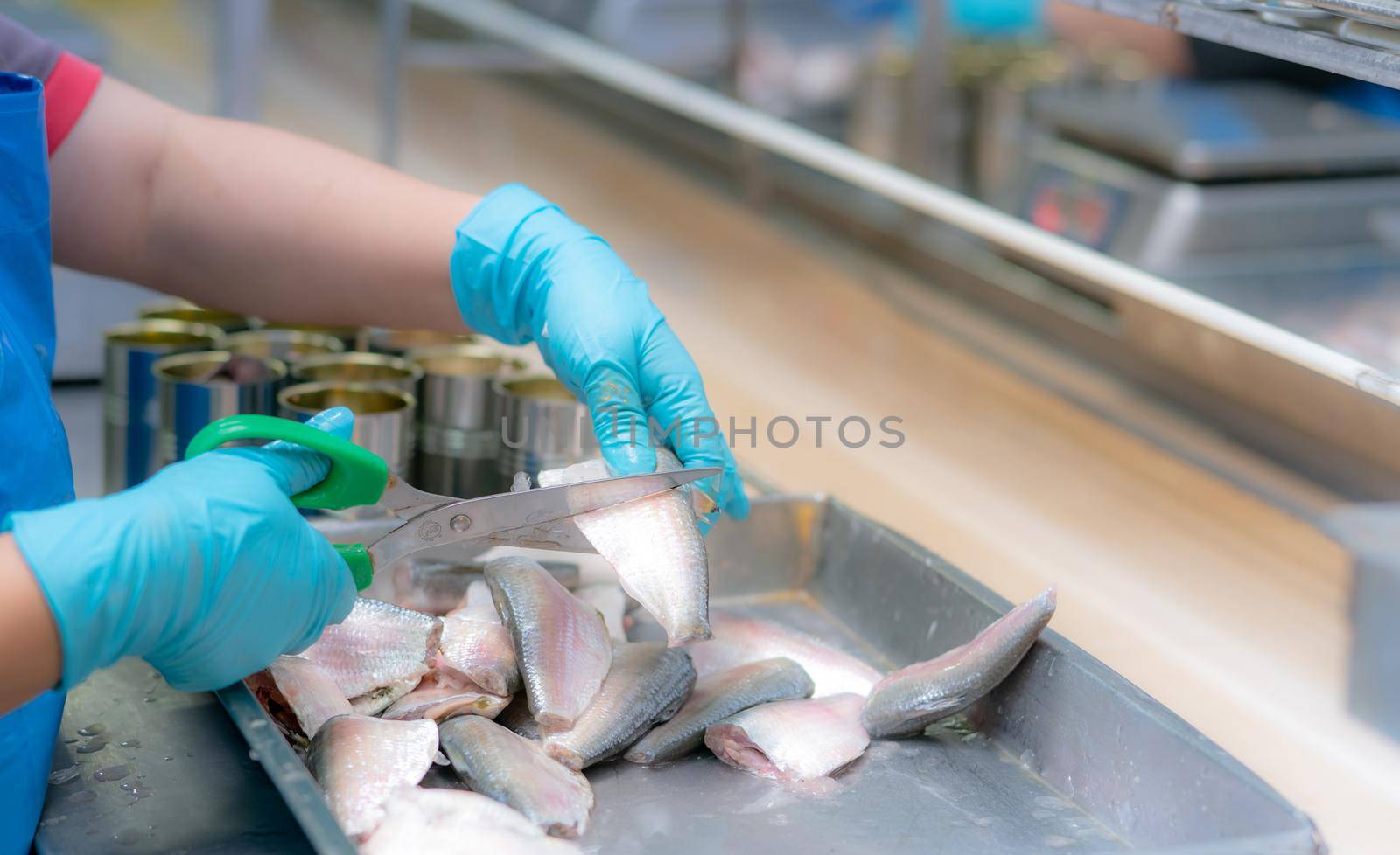 Worker working in a canned food factory. Food industry. Canned fish factory. Worker's hand cutting sardine to fill in cans. Worker in food processing production line. Food manufacturing industry.