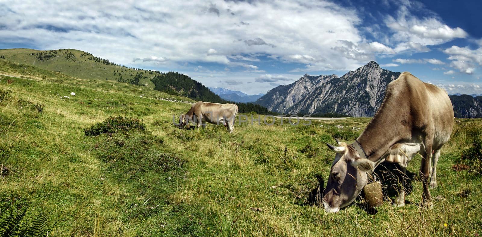 Two cows at pasture in summer day