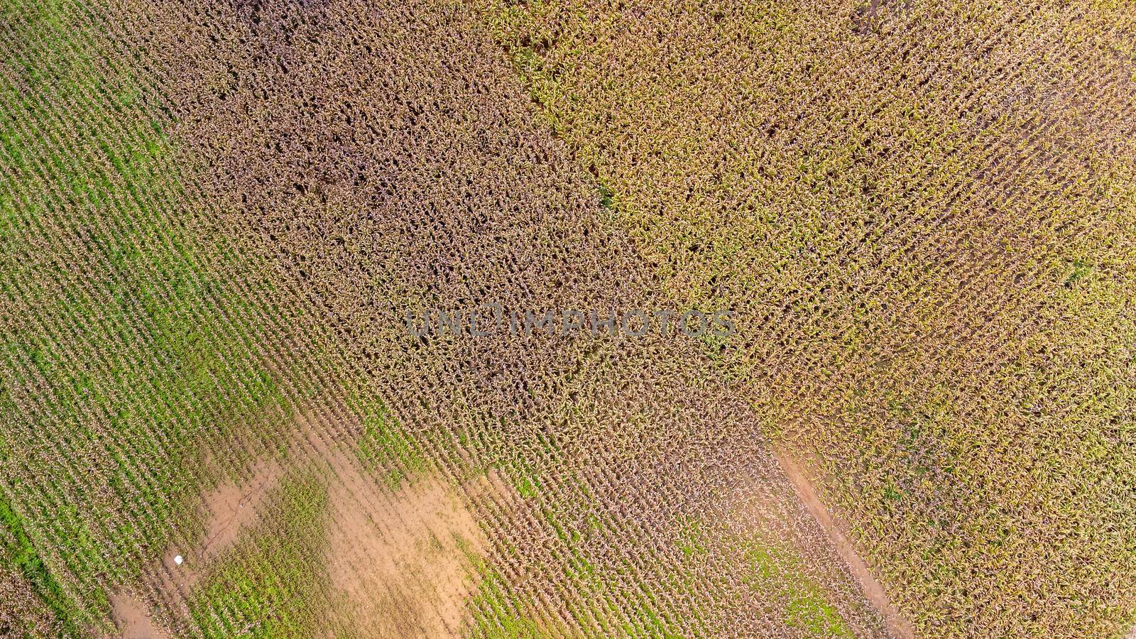 Aerial view of ripe corn field on a sunny day. Top view of Agricultural area of corn fields in the mountains of northern Thailand. Aerial capture with drone. by TEERASAK