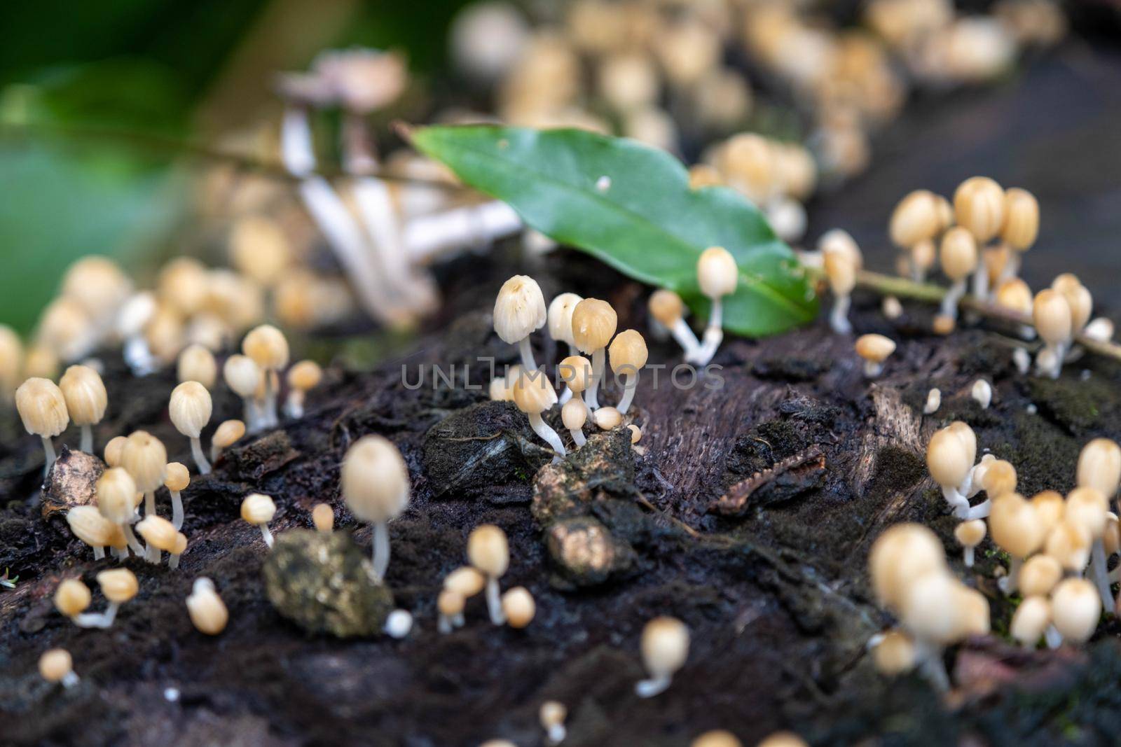 small inedible mushrooms. Selective focus of small yellow wild mushrooms on the tree trunks in the rainy season. by TEERASAK