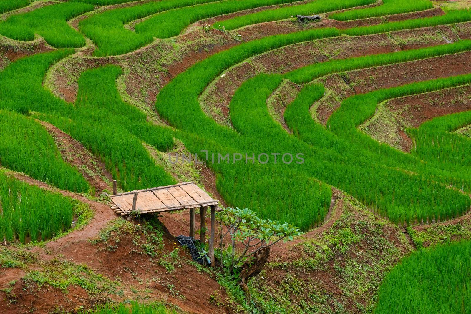 Beautiful landscape view of green terraced rice fields in the early morning at Pa Pong Pieng, Chiang Mai, Thailand. by TEERASAK