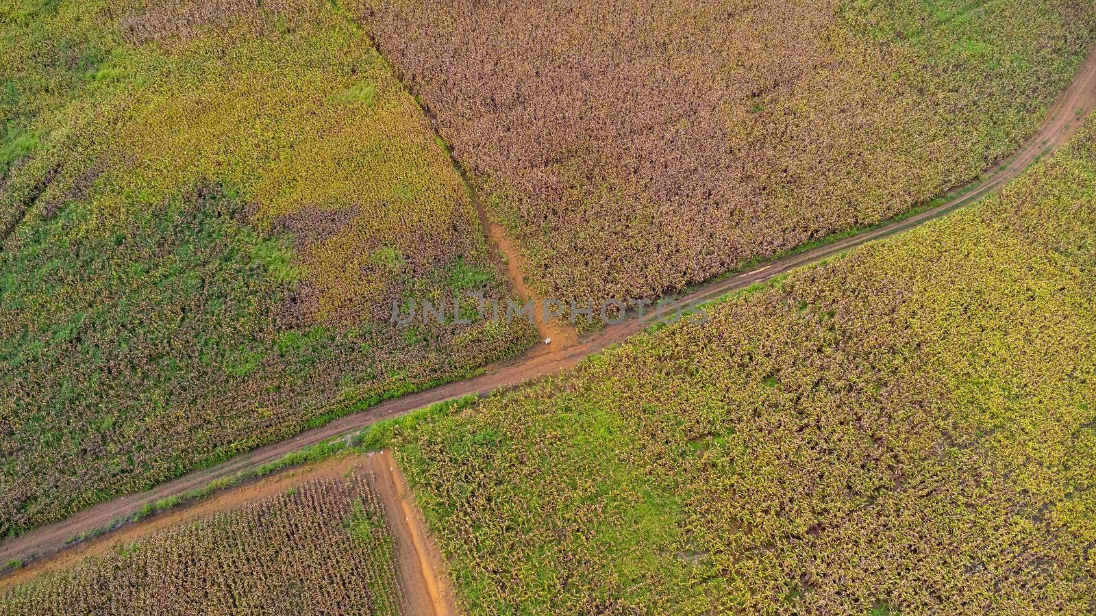 Aerial view of ripe corn field on a sunny day. Top view of Agricultural area of corn fields in the mountains of northern Thailand. Aerial capture with drone. by TEERASAK