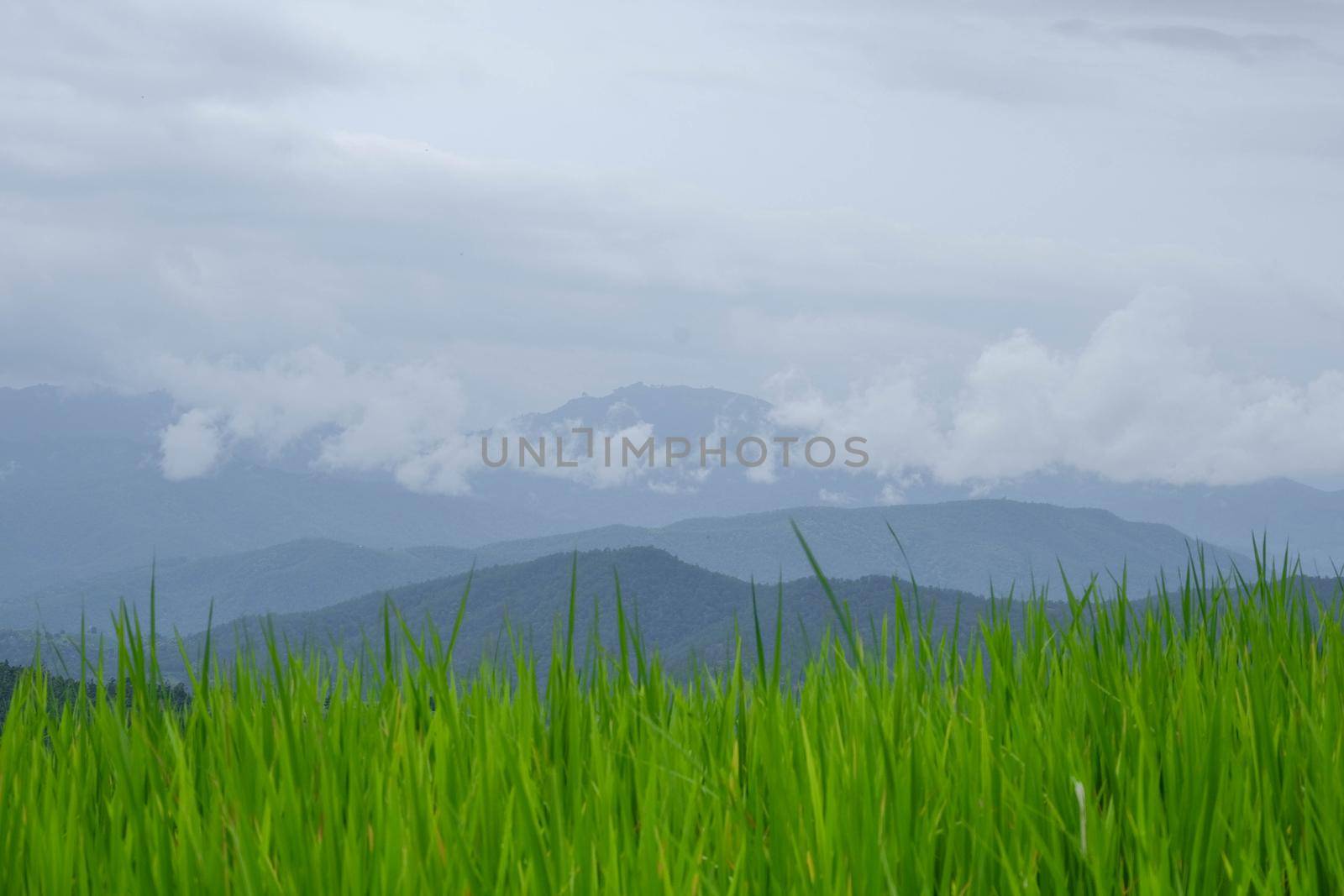 Close-up view of organic rice field growth in the morning in rural Thailand. Beautiful rice fields against the background of mountains with clouds and blue sky. by TEERASAK