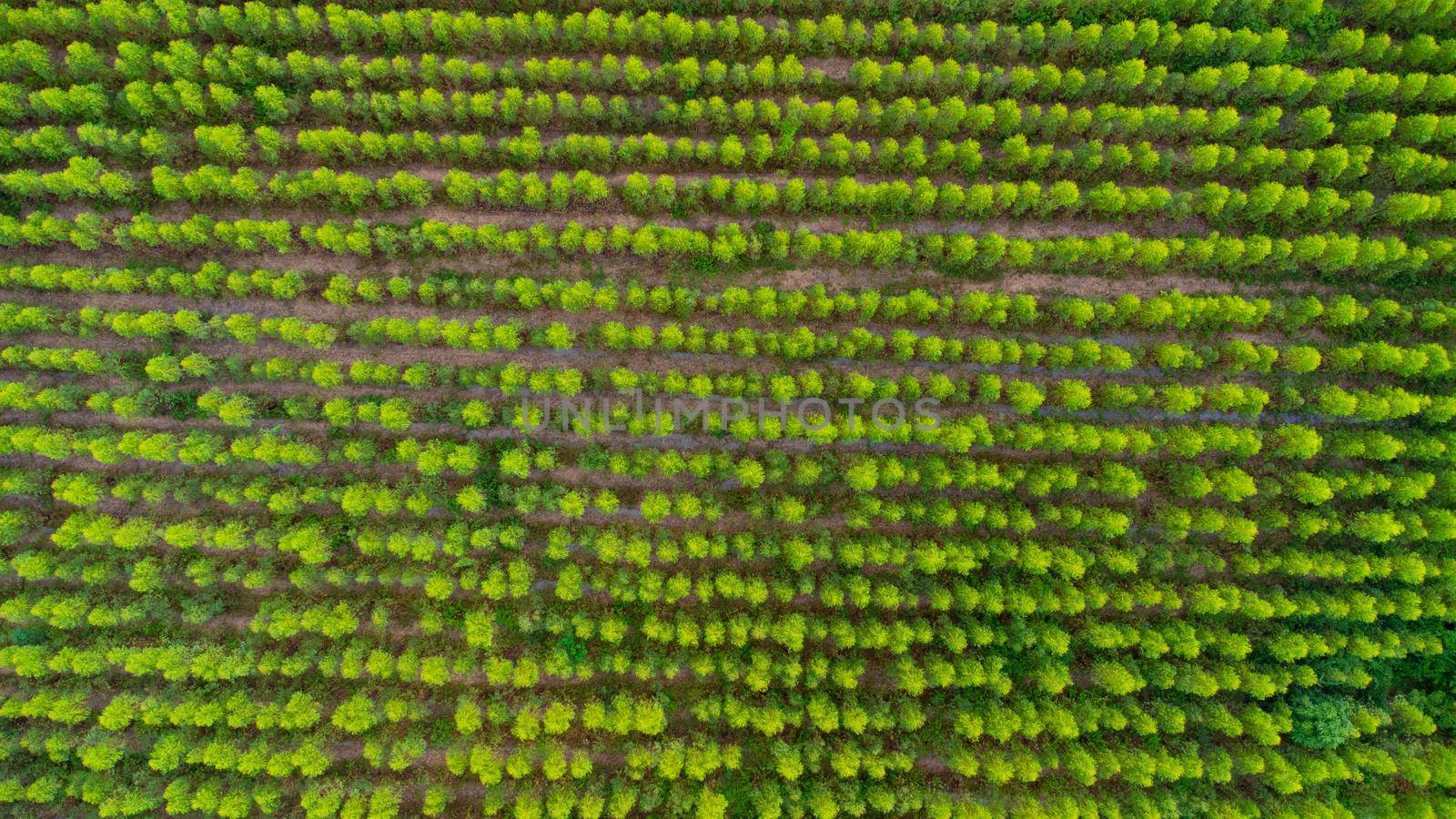 Aerial view of Eucalyptus plantation in Thailand. Aerial capture with drone.