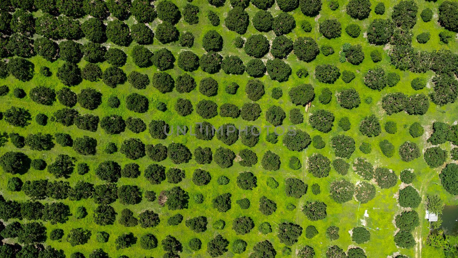 Aerial view of Cultivation trees and plantation in outdoor nursery. Beautiful agricultural garden. Cultivation business. Natural background in motion. by TEERASAK