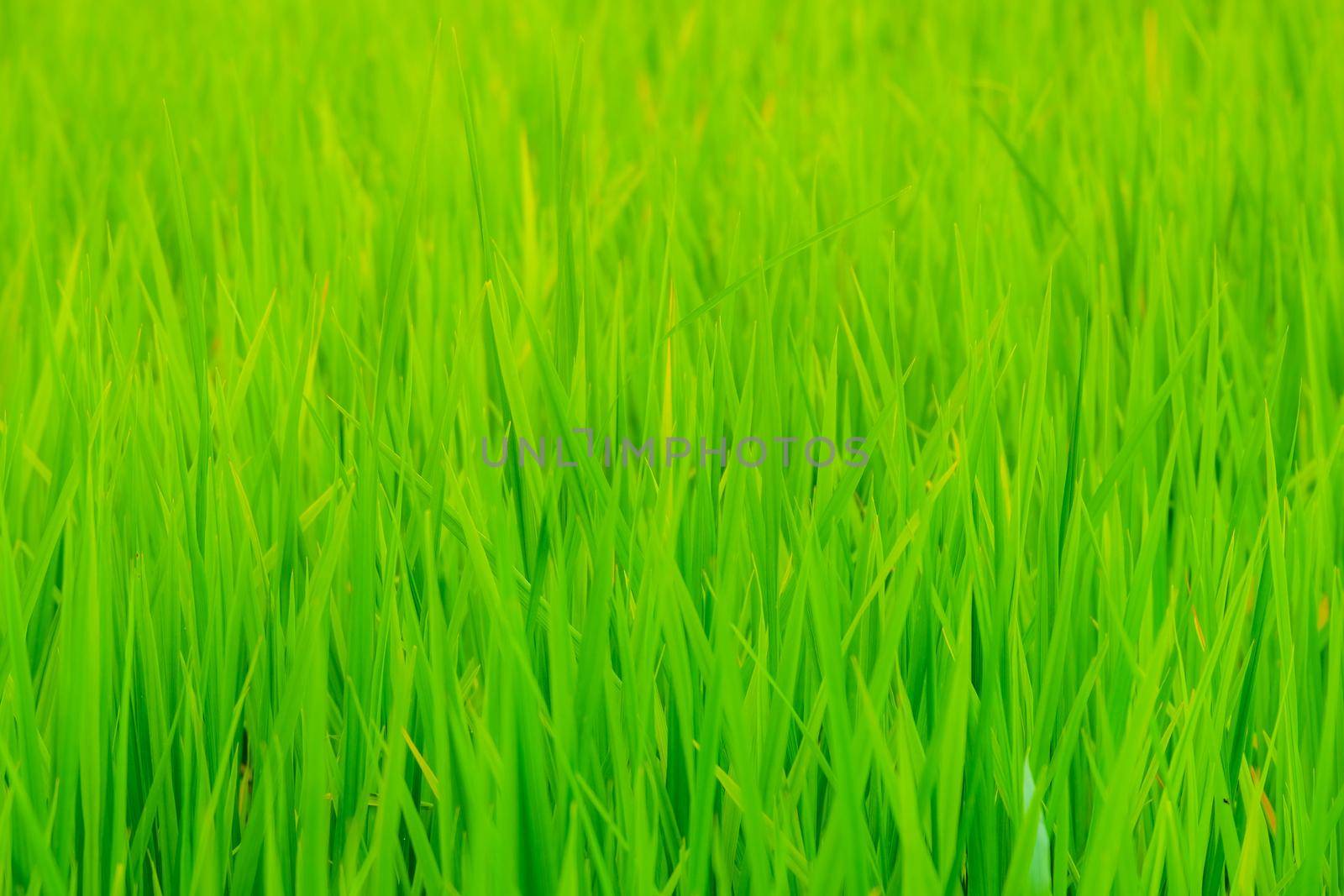 Close-up view of organic rice field growth in the morning in rural Thailand. Beautiful rice fields with bright sunlight. by TEERASAK