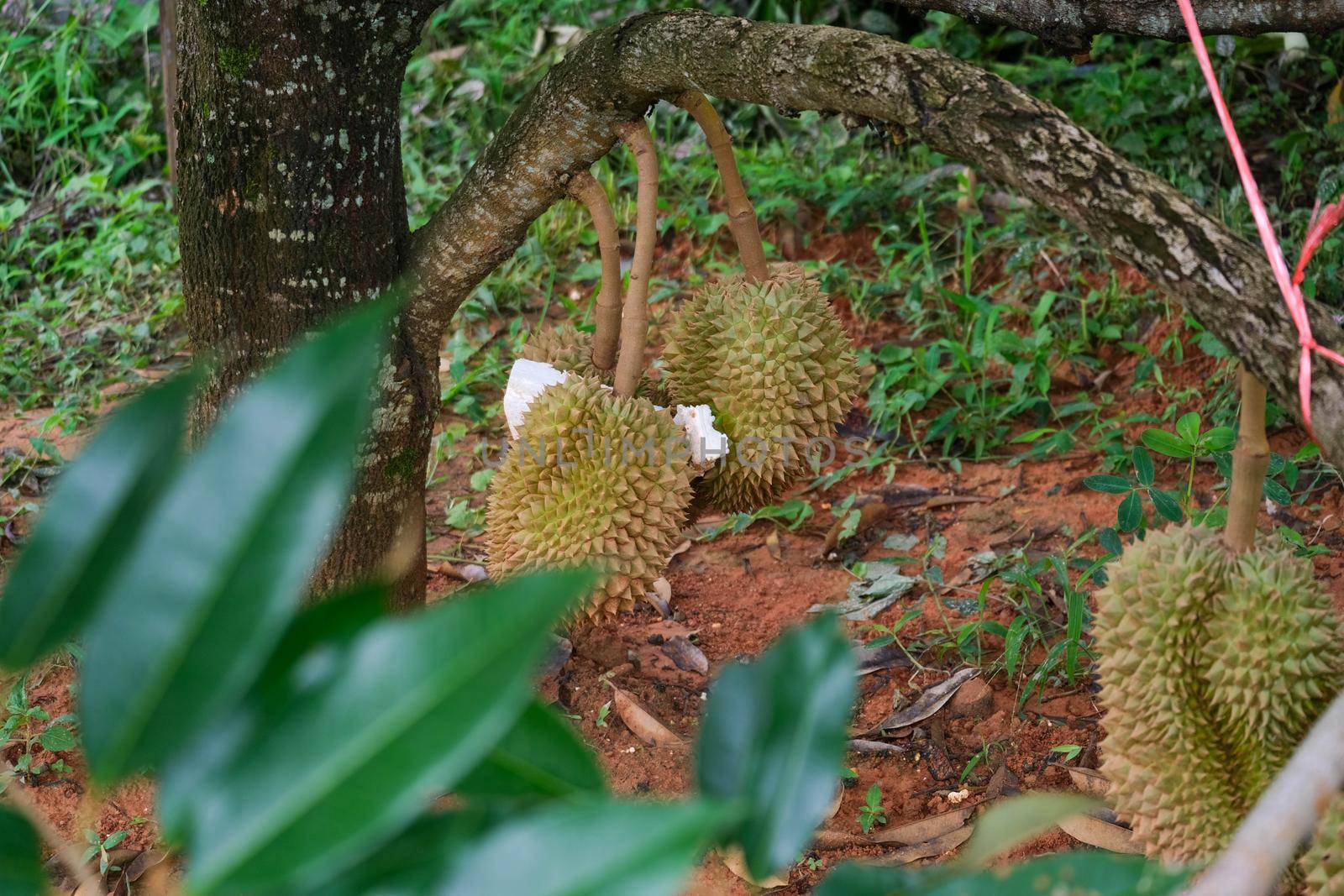 Durians hanging on a tall tree in the garden. Fresh durian fruit on a tree in orchard, tropical fruit. Durian is the king of fruits.