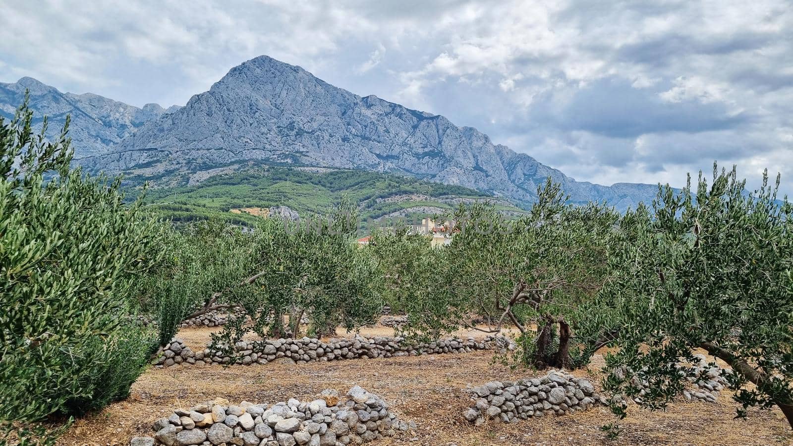 Biokovo Mountain Nature park and trees from Makarska Riviera-Biokovo, Dalmatia, Croatia, Europe. Olive plantation