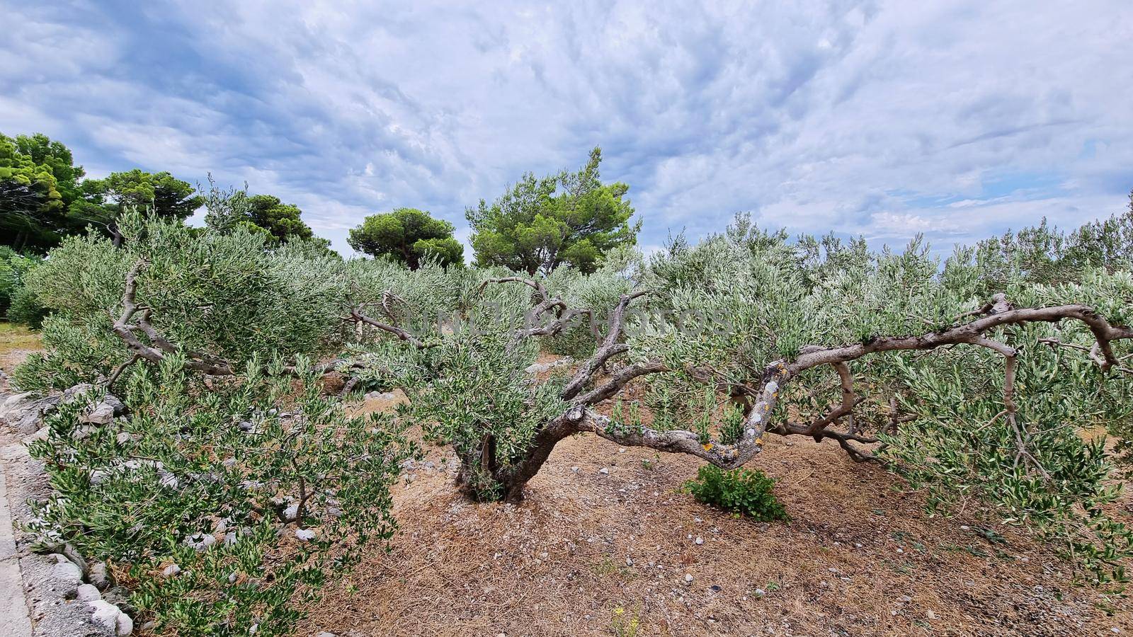 Traditional plantation of olive trees. Makarska Riviera-Biokovo, Dalmatia, Croatia