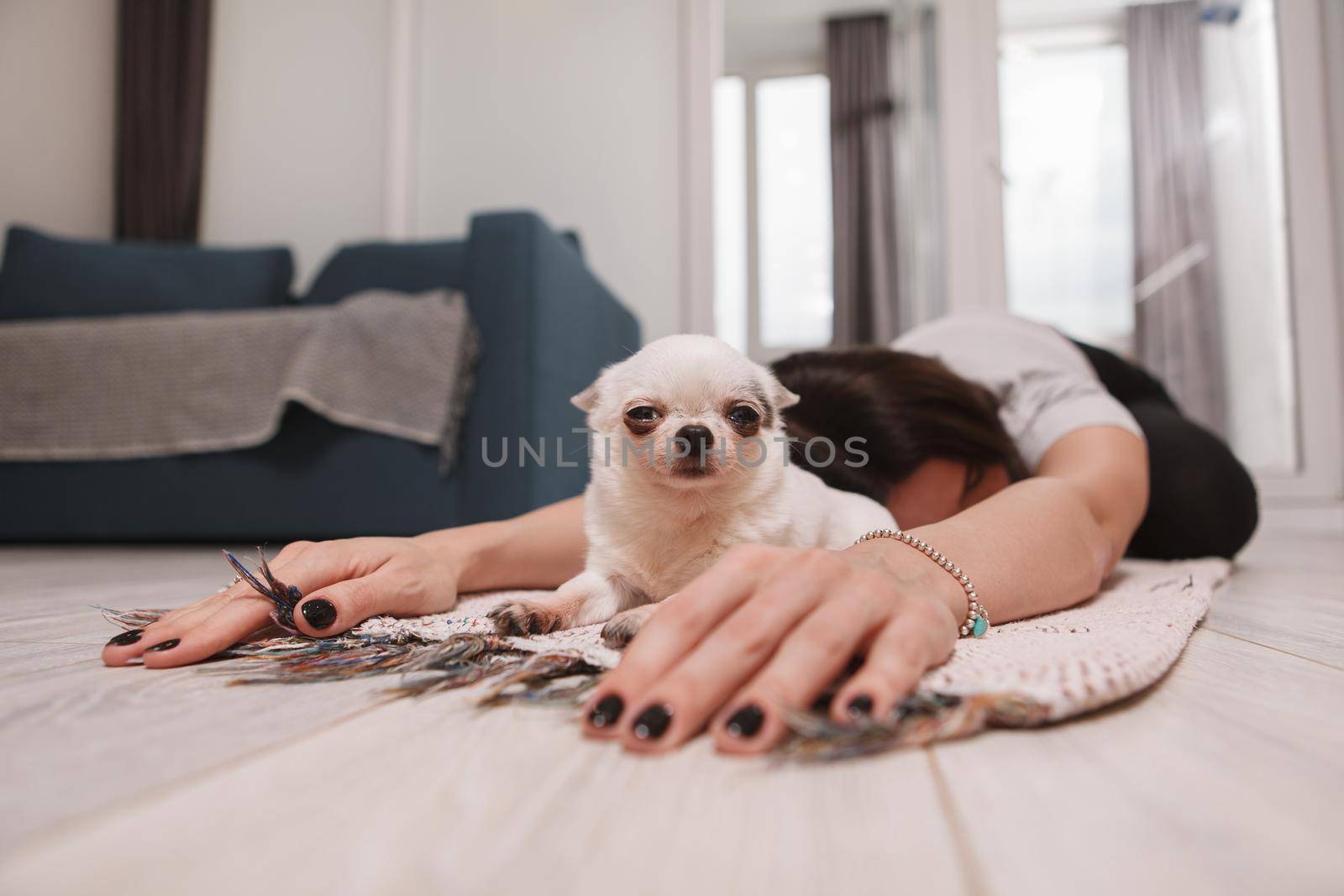 Funny small chihuahua puppy sitting with her owner during home yoga workout