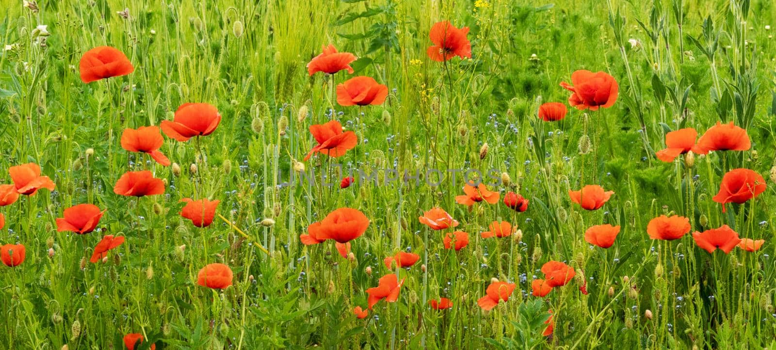 Beautiful Estonia Flowers Pictures