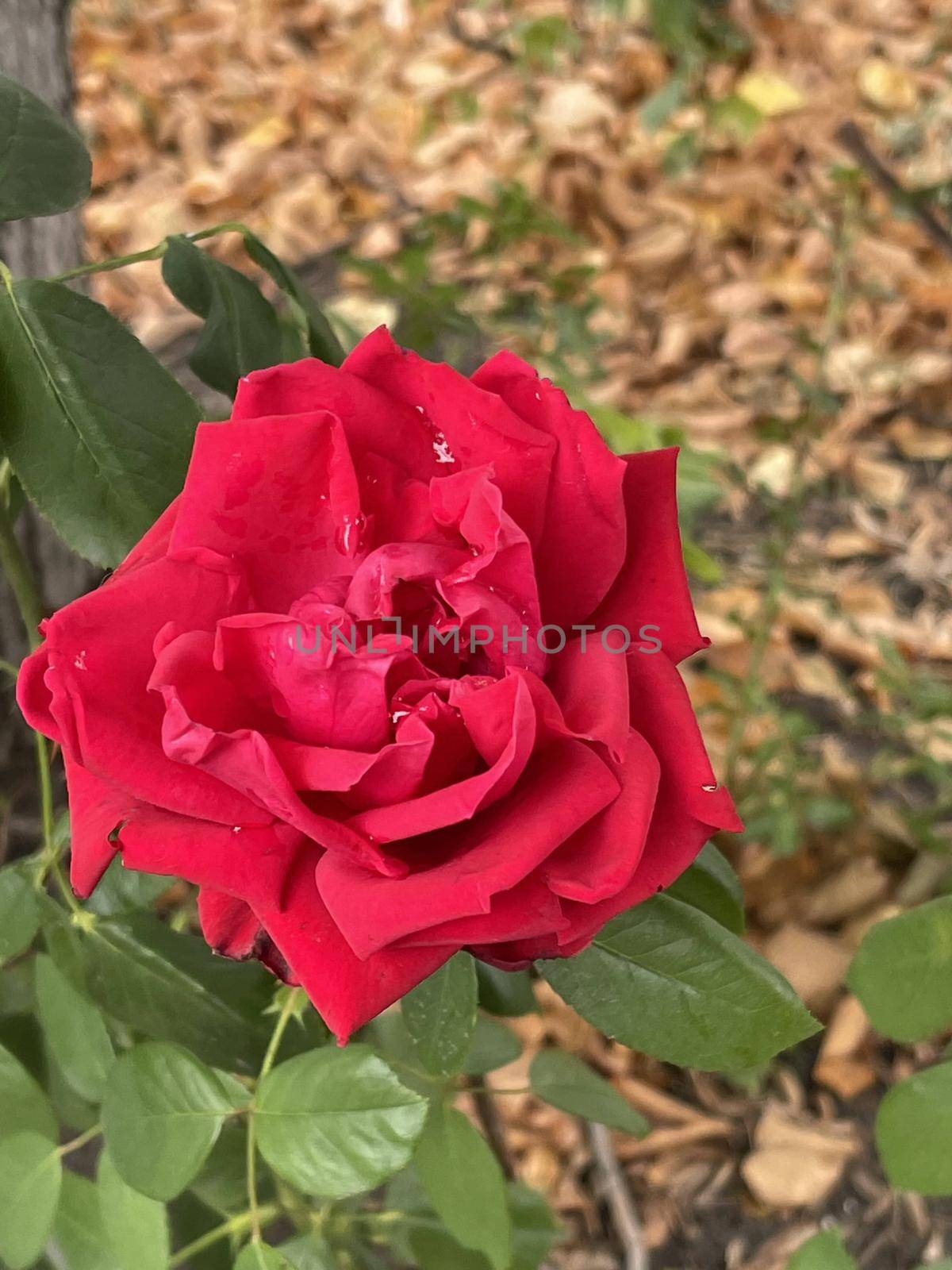 Red rose with fallen autumn yellow leaves on background