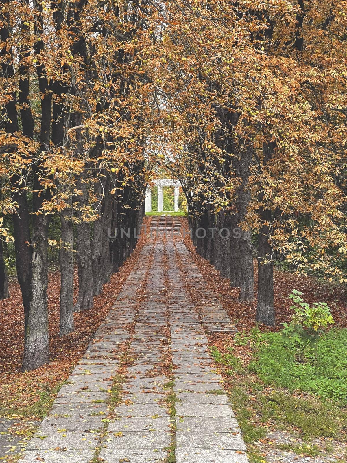 Vertical shot of an alley in autumn forest or park