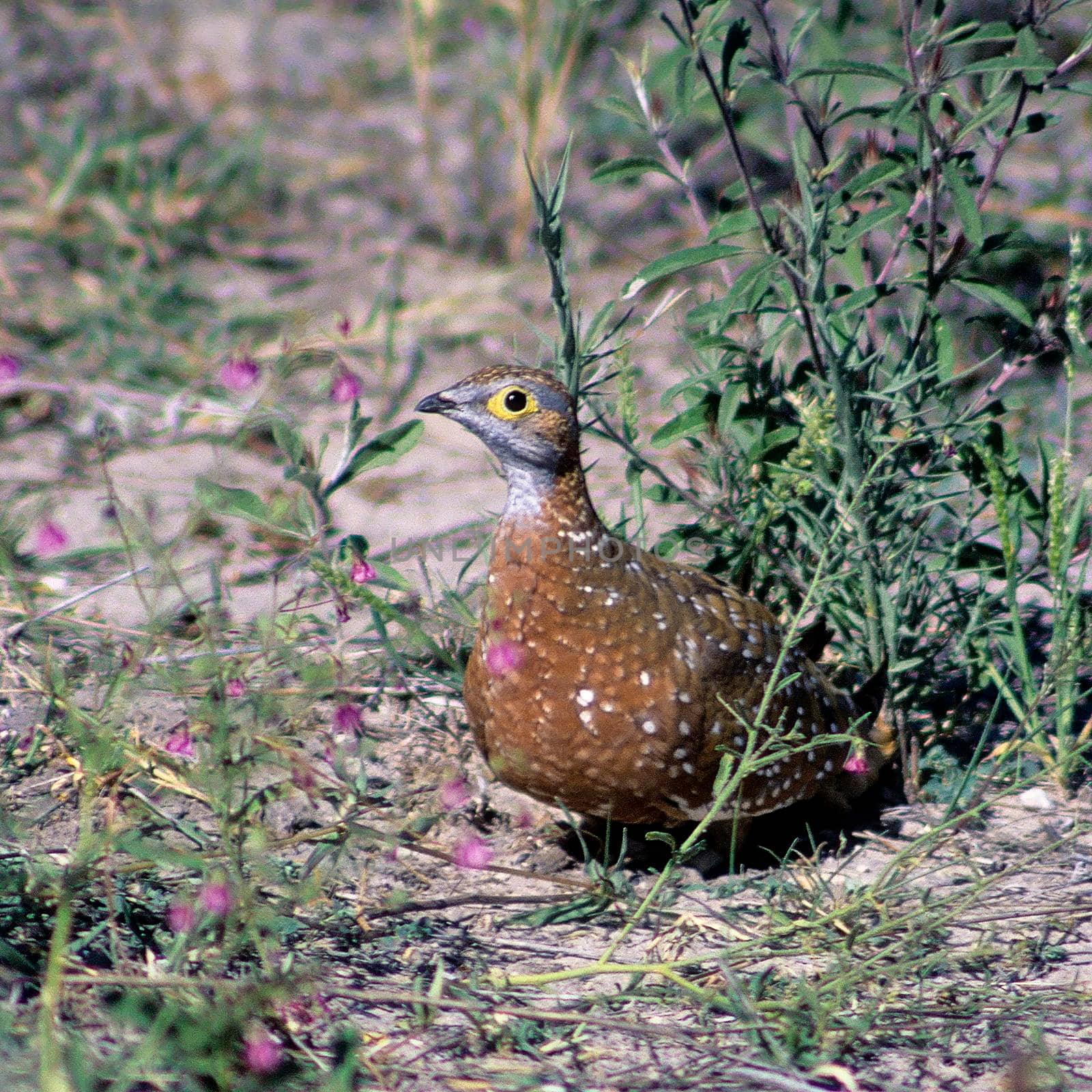 a Burcell's Sandgrouse (Pterocles burchelli) etosha national park, Namibia, Africa