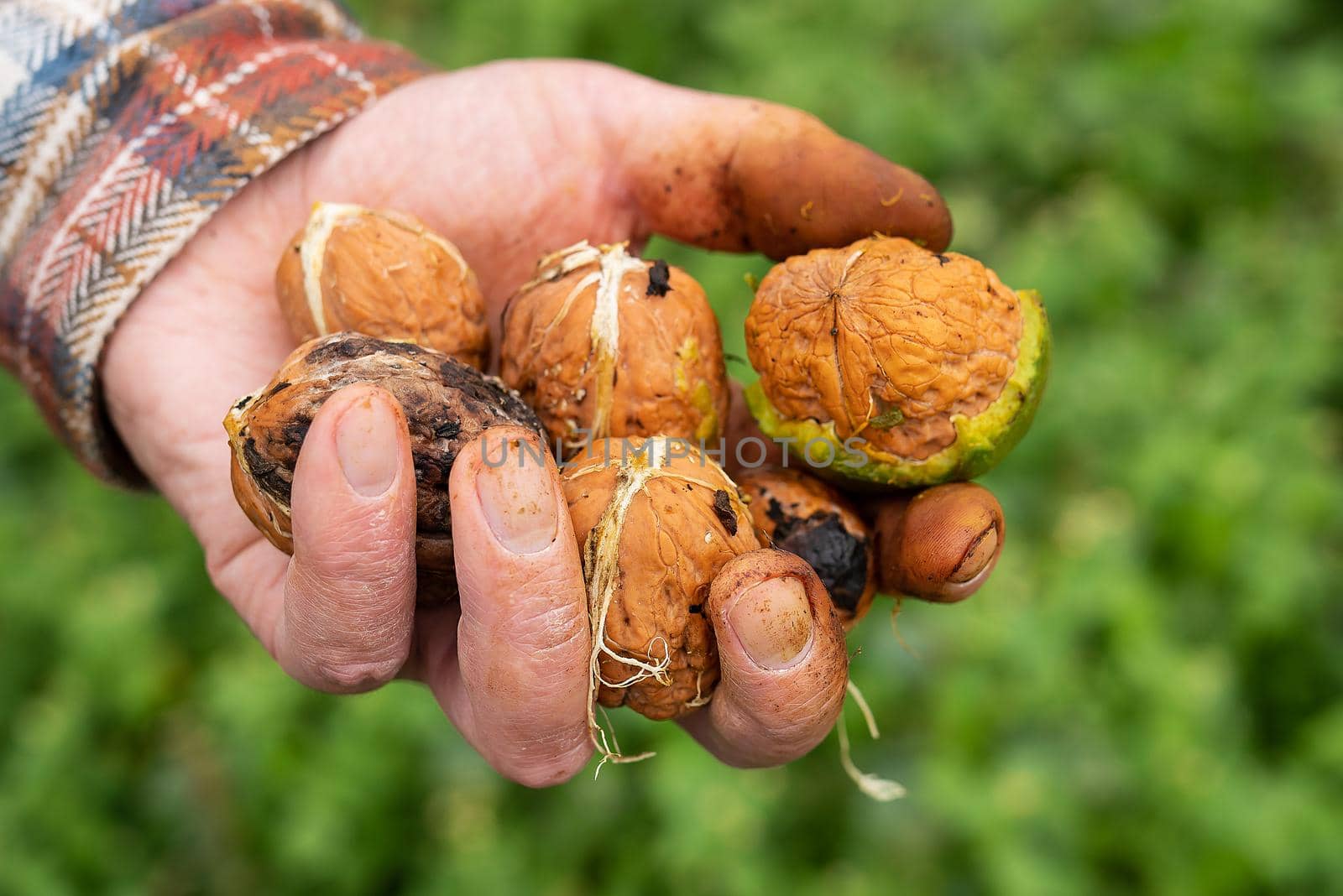 A man holds a whole walnut in his hands. Harvesting. Whole walnut, healthy organic food concept