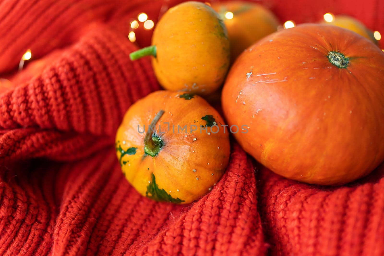 Different bright orange pumpkins on a red background lie on a knitted fabric against the background of lights