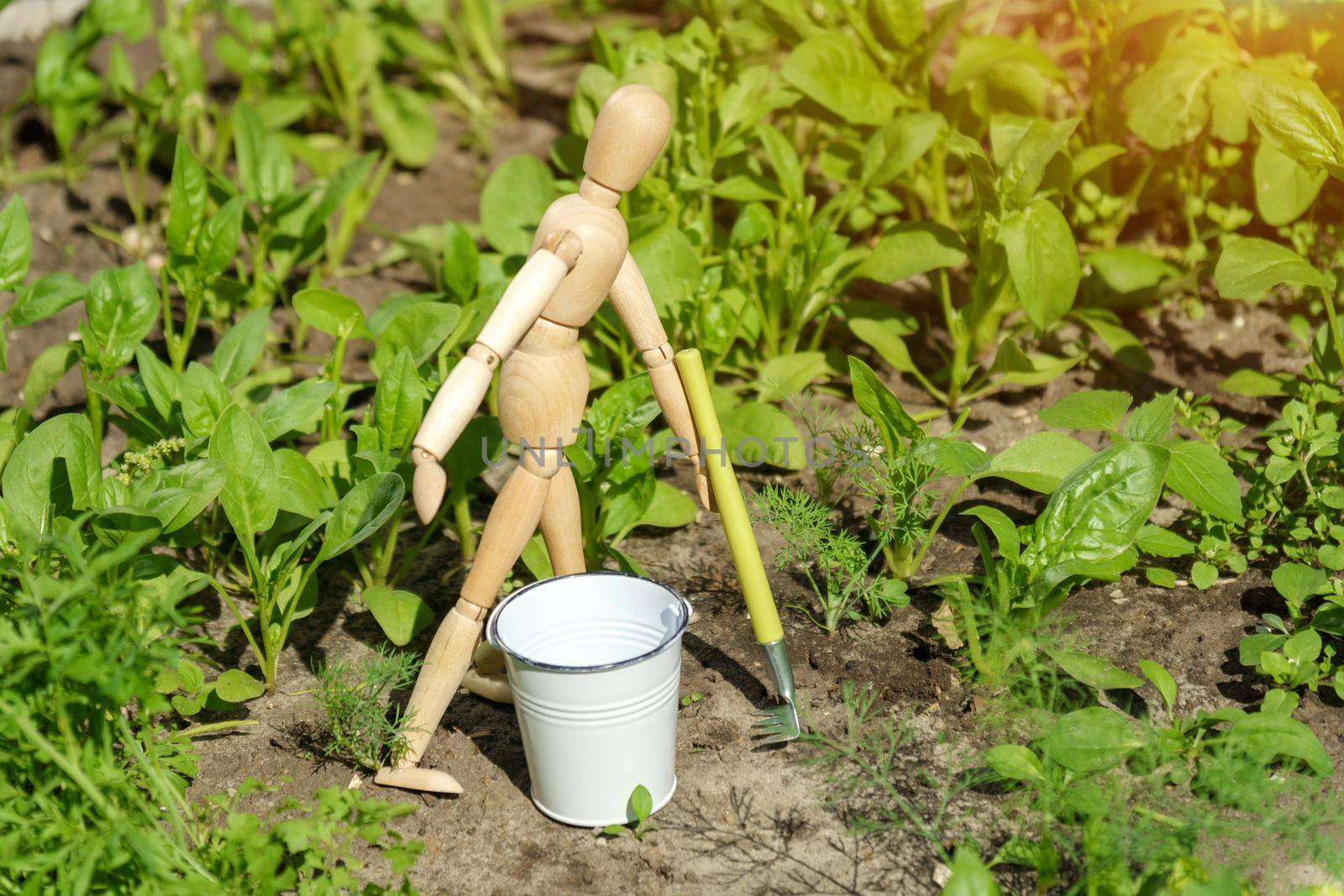 Farmer wooden man is digging in his vegetable garden to plant organic lettuce. Sustainable lifestyle concept