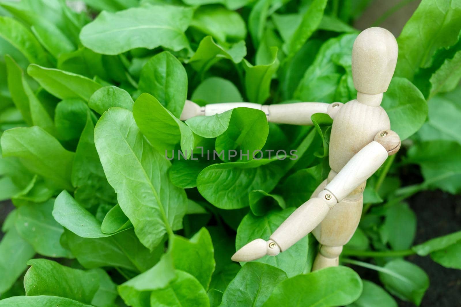 Green leaves of sorrel. Vegetable culture and medicinal plant Rumex acetosa, rich in vitamins and minerals. Selective focus
