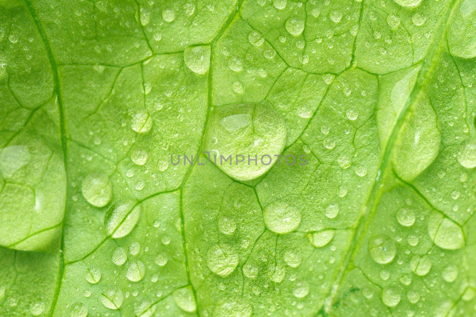 Water drops close-up macro on fresh lettuce leaves texture. Selective focus, vegetable background